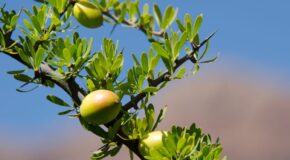 Olio di Argan