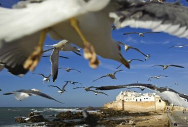 Escursione a Essaouira