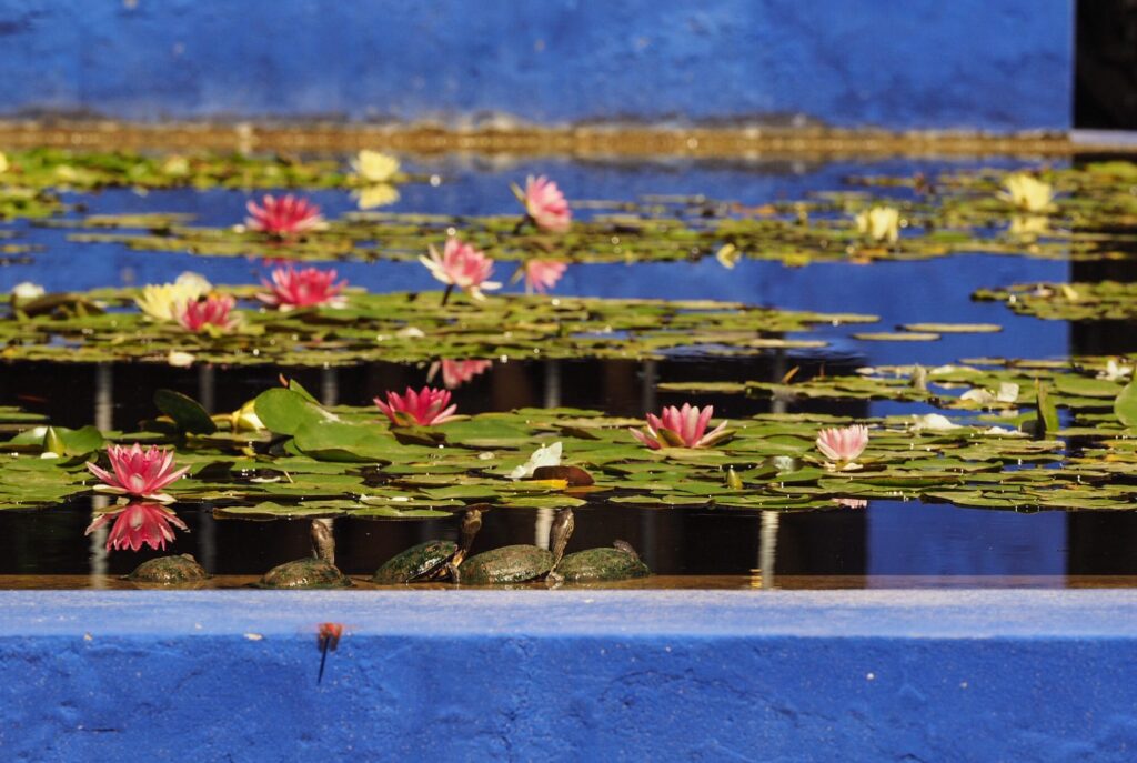 Giardini Majorelle